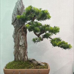 bonsai tùng kim cương mẫu 8
