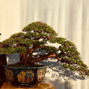 cắt tỉa cho cây hải châu