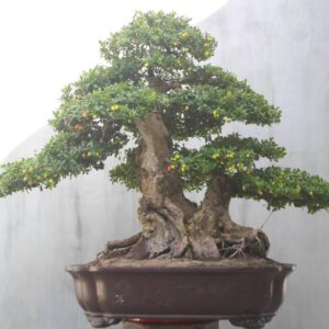 cây bonsai hải châu mẫu 16