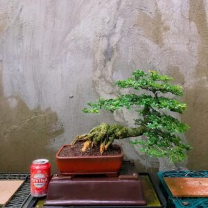 cay-bonsai-mini-mau-1