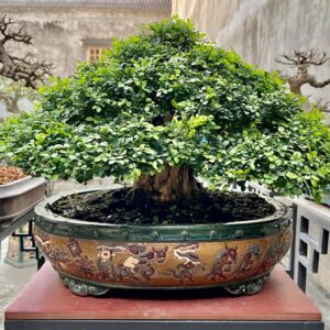 cây cảnh nguyệt quế mẫu 6