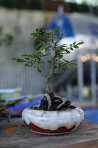 cây du bonsai mini có giá từ vài trăm nghìn