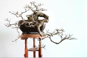 cây du bonsai tuwongj trưng cho sự may mắn