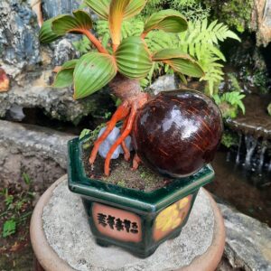 cây dừa bon sai có ý nghĩa khá tốt trong phong thủy
