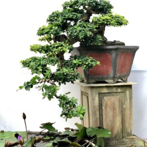 cây duối bonsai