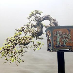 cây duối bonsai dáng huyền