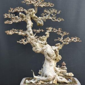 cây duối bonsai được tỉa lá