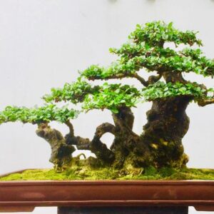 cây duối giúp tăng vận khí trong phong thủy