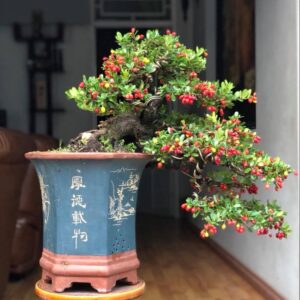 cây hải châu còn được gọi là hòn ngọc viễn đông