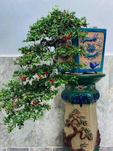 cây hải châu dáng huyền
