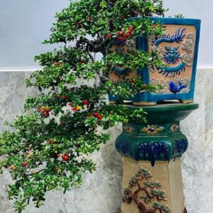 cây hải châu dáng huyền