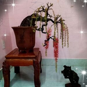 cây lộc vừng có nghĩa là phát tài phát lộc