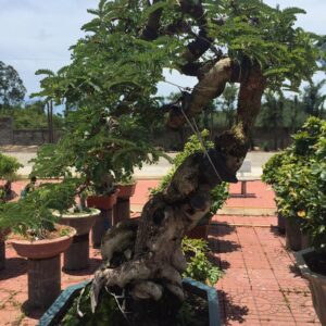 cây me biểu tượng cho sự vươn lên trong phong thủy