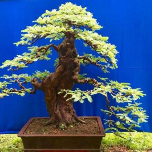 cây me bonsai mẫu số 1