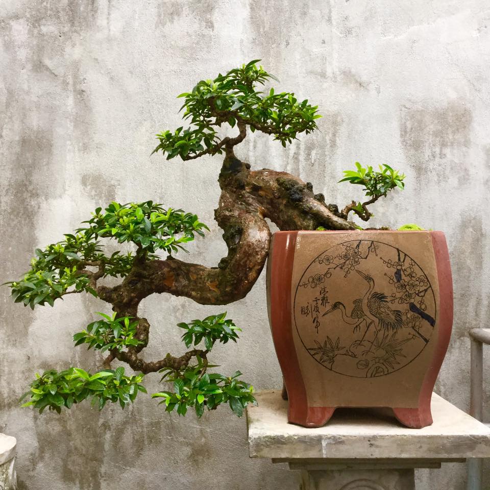Cây ổi bonsai cực phẩm tại vườn giá từ 1 triệu-100 triệu