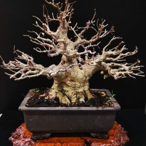 cây sung bonsai được cắt tỉa