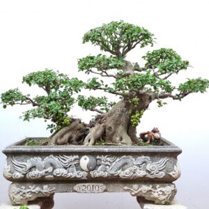 cây sung cảnh mẫu 5