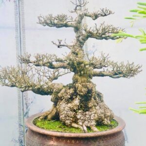 cây sung cảnh mẫu 6
