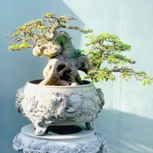 cây sung cảnh mẫu 7