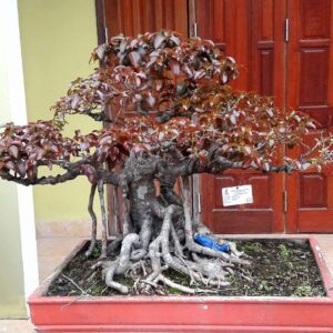 cây túc bonsai hay còn gọi là cây sộp đỏ bonsai