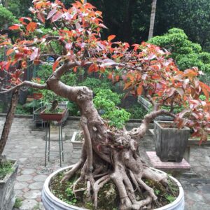 cây túc được sử dụng làm bonsai