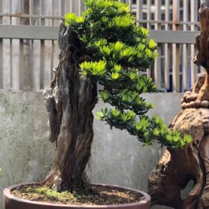 cây tùng kim cương có ý nghĩa là sức mạnh trong phong thủy