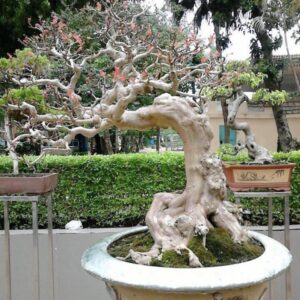 cây tường vi bonsai