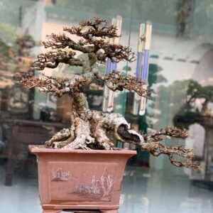 chăm sóc bonsai hải châu
