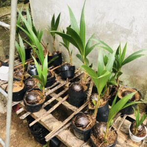 chọn chậu vừa để trồng bonsai