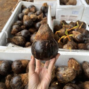 chọn giống dừa làm bonsai