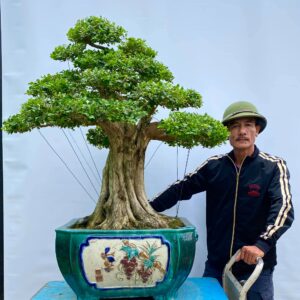 chúng tôi là địa chỉ bán cây bonsai nguyệt quế uy tín