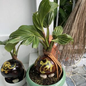 chúng tôi là địa chỉ bán cây dừa bonsai uy tín số 1