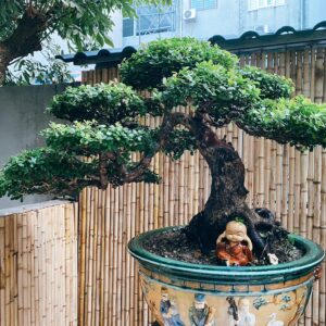 chúng tôi là địa chỉ bán cây hải châu bonsai uy tín