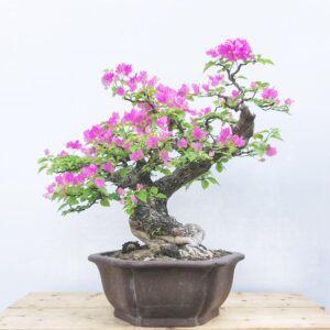 "chúng