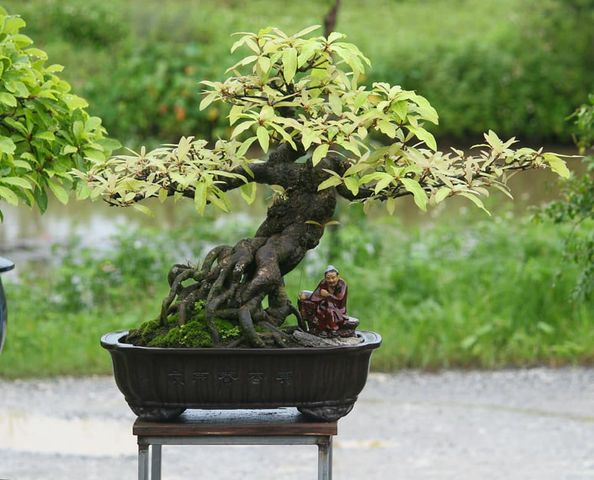 Cây lộc vừng bonsai cực đẹp: giá bán, ý nghĩa, các dáng, cách chăm