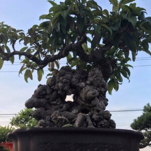 chúng tôi là địa chỉ bán cây túc bonsai uy tín