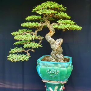 chúng tôi là địa chỉ bán me bonsai uy tín