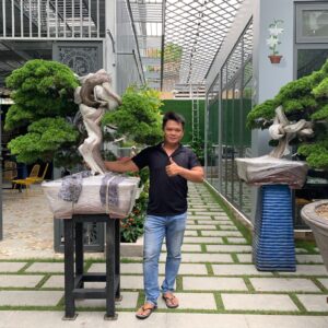 chúng tôi là địa chỉ bán tùng kim cương bonsai uy tín