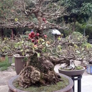 có những cây sung có giá rất cao