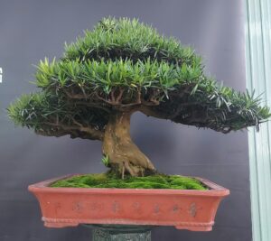 đặc điểm bên ngoài của cây tùng la hán