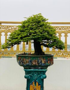 đặc điểm cây bonsai dáng trực