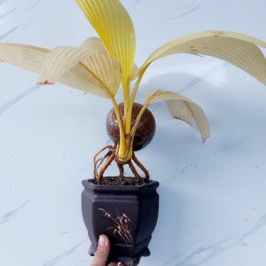 dừa bon sai mẫu 2