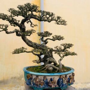 duối bonsai dáng siêu