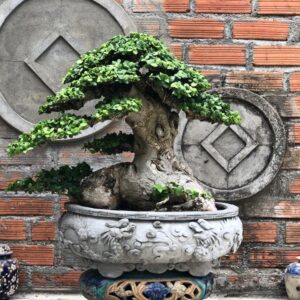 duối bonsai dáng trực