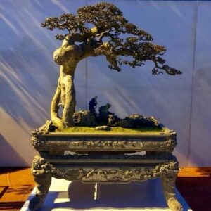 duối bonsai mẫu số 1