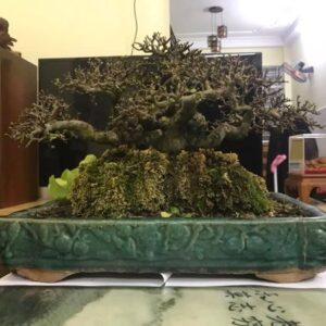 duối bonsai mẫu số 4