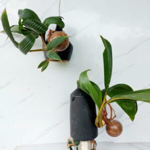 giá bán dừa bonsai từ 200.000 đến 1.5 triệu