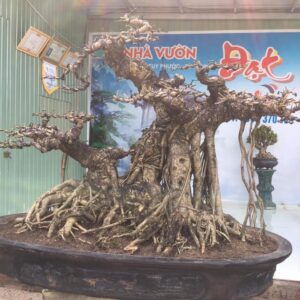 giá bán cây túc bonsai khá cao