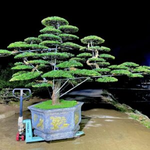 giá bán cây tùng kim cương bonsai rất cao