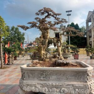 giá cây duối bonsai có cây giá cả trăm triệu đồng